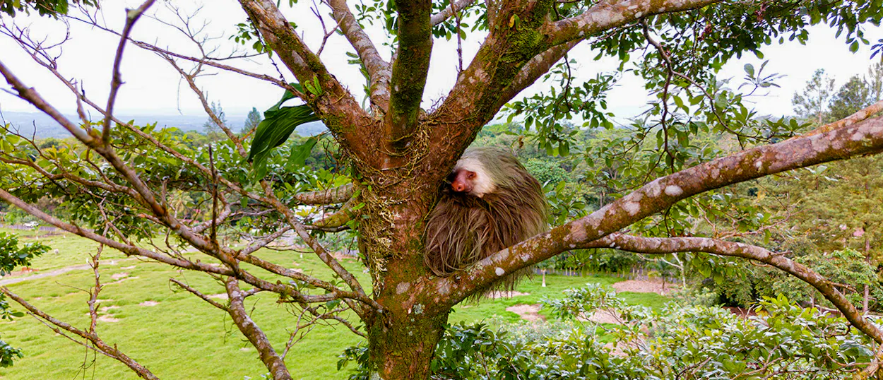 A peaceful brown sloth with a white face sleeping in a tree in Manuel Antonio National Park.