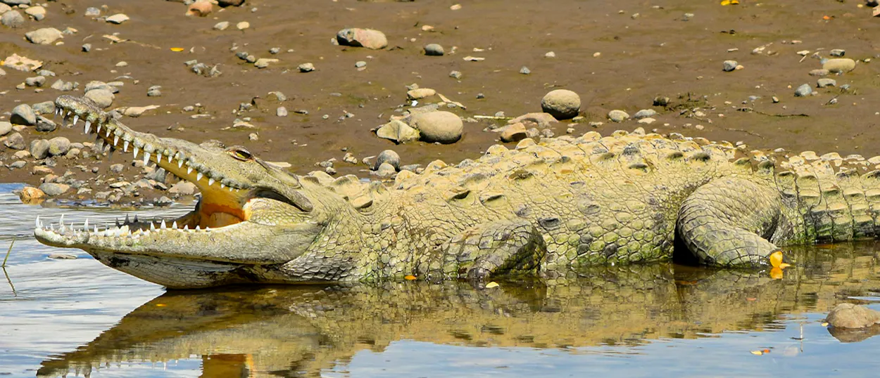 A large crocodile with its powerful jaws wide open, partially submerged in a Costa Rican river.