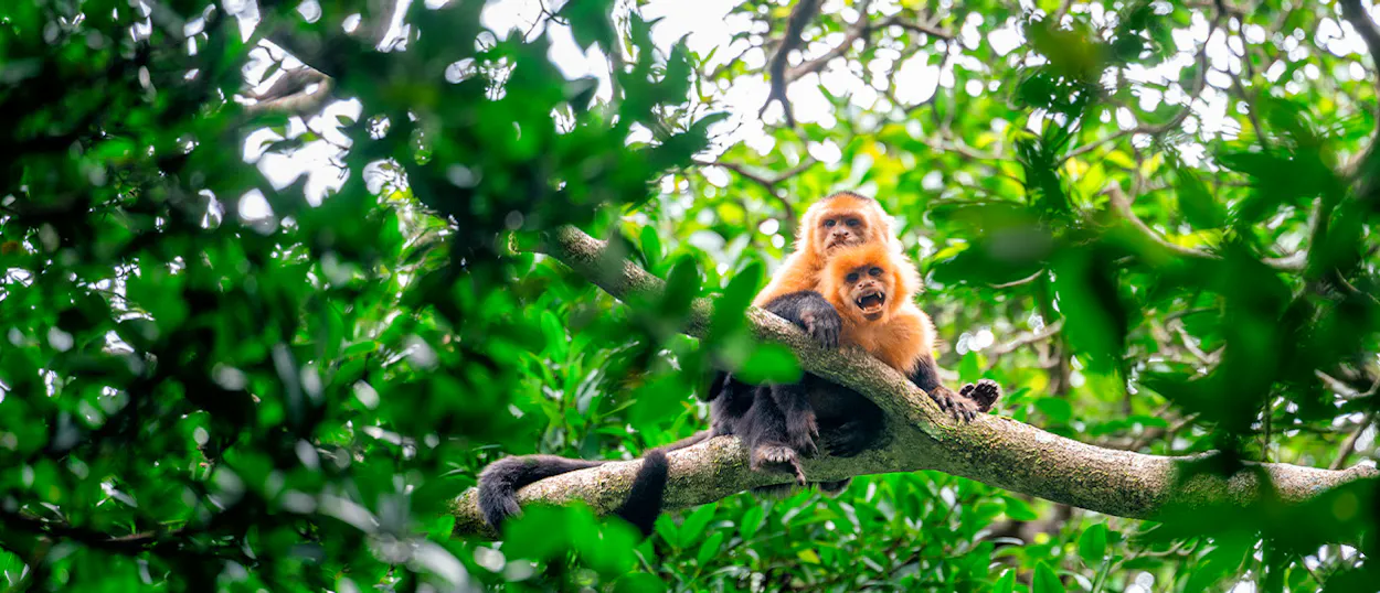 An adult monkey with a baby on its back sits on a tree branch in a Costa Rican rainforest.