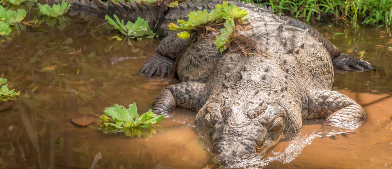 A powerful crocodile partially submerged in muddy water, surrounded by green plants in Costa Rica.
