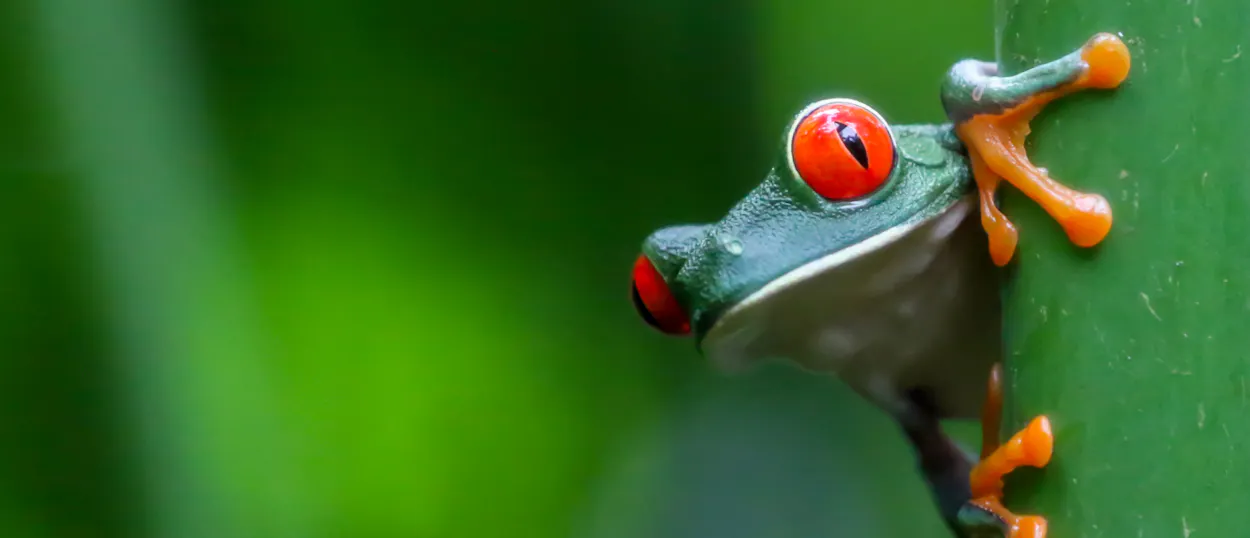 A vibrant red-eyed tree frog with bright red eyes peeks from behind a green leaf.