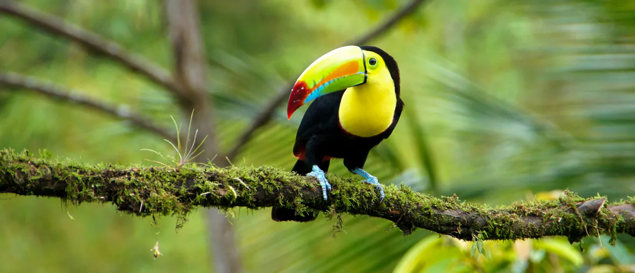 A vibrant toucan with a colorful beak and yellow chest perches on a mossy branch in a lush rainforest.