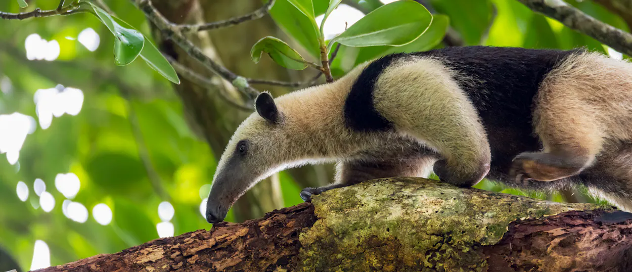 A tamandua anteater with black and tan fur climbs a mossy branch in a Costa Rican rainforest.