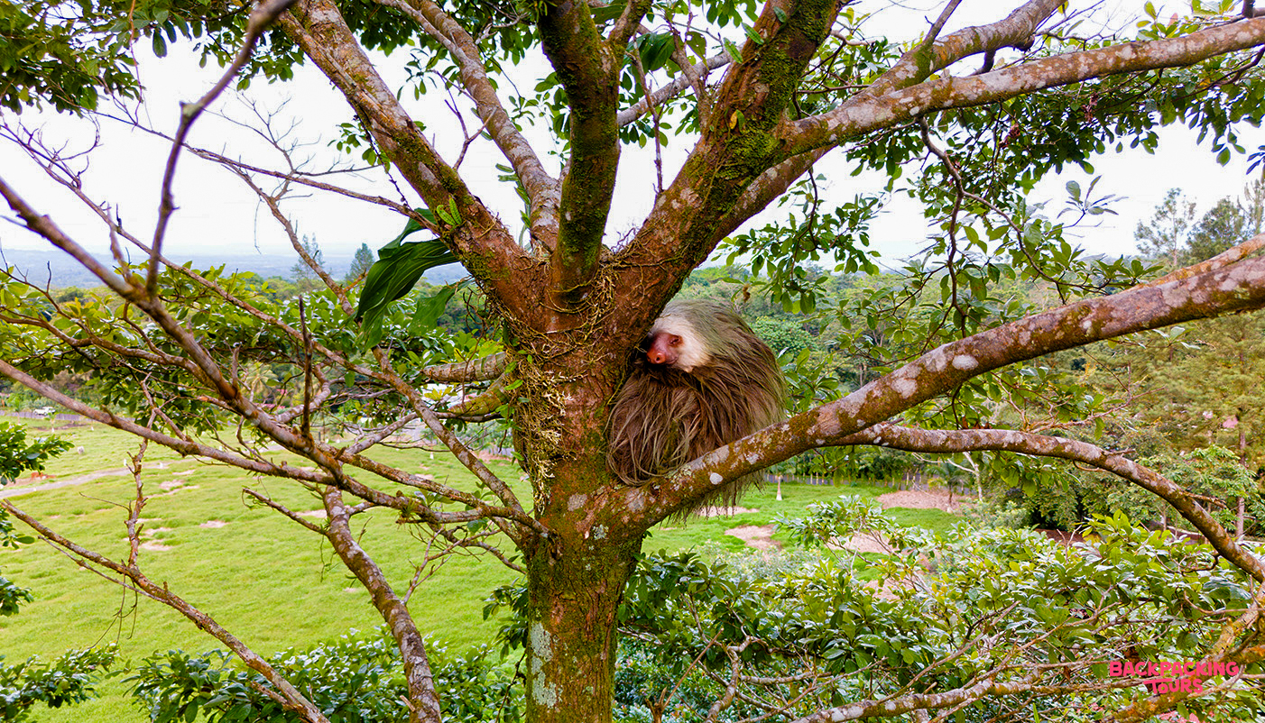 A sleepy sloth rests curled up in a tree branch in Manuel Antonio National Park, Costa Rica.
