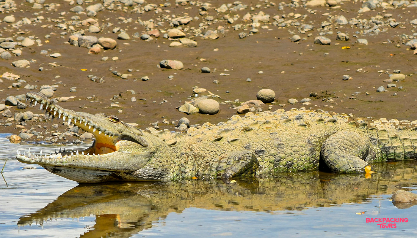 A large crocodile with its mouth wide open, partially submerged in a Costa Rican river.