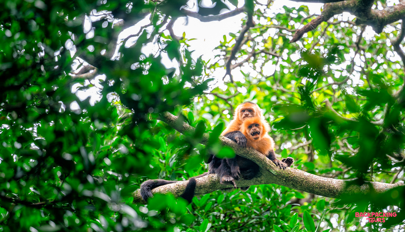Two capuchin monkeys sit on a tree branch surrounded by green leaves in the Costa Rican rainforest.