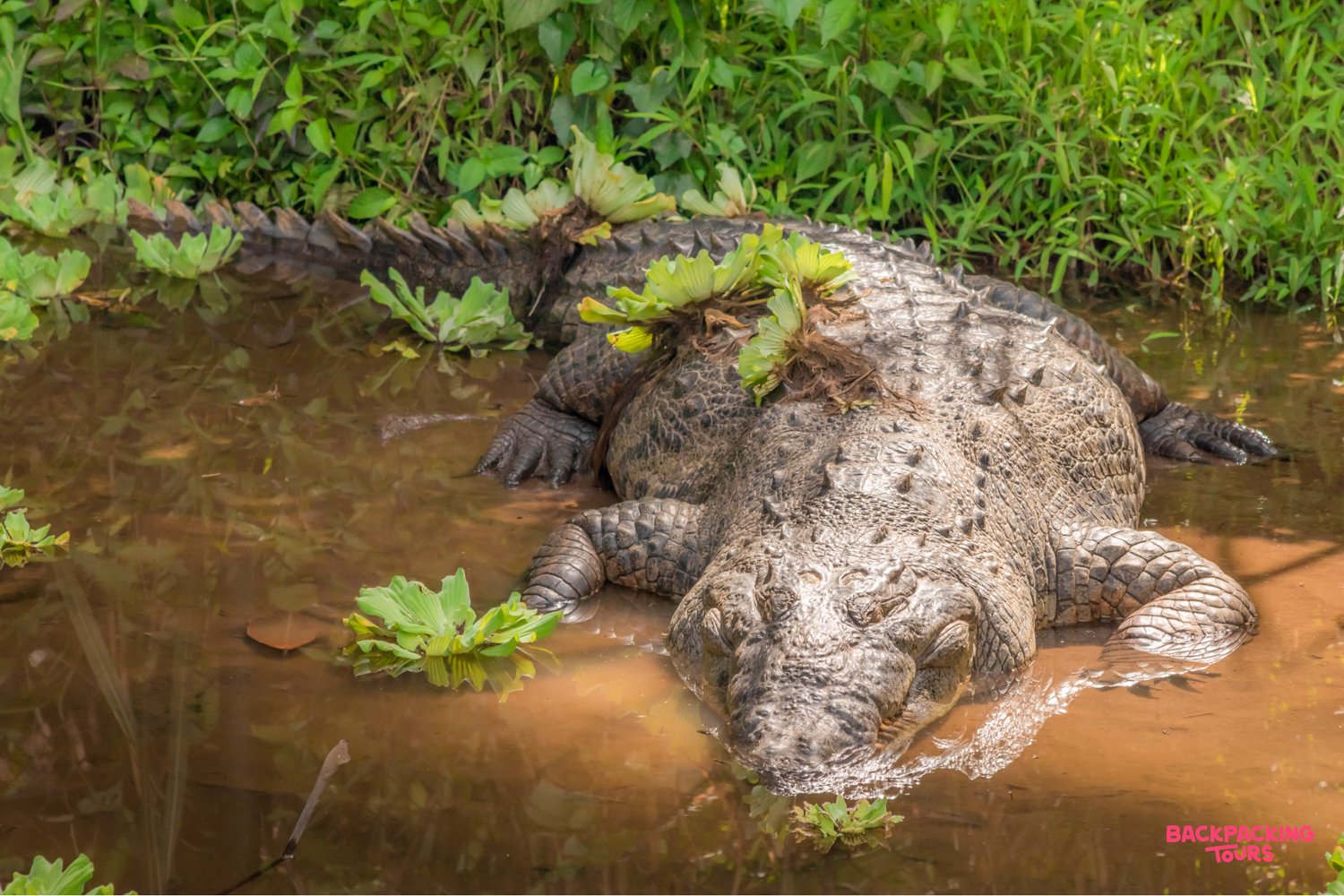 A large powerful crocodile rests in muddy water with green plants on its back in Costa Rica.