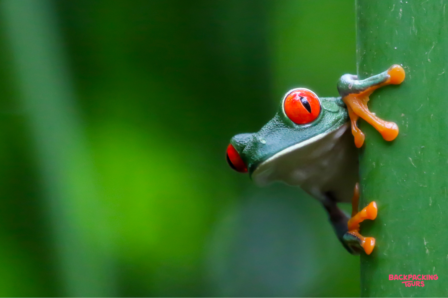 A vibrant red-eyed tree frog with striking red eyes peeks from behind a green stem.