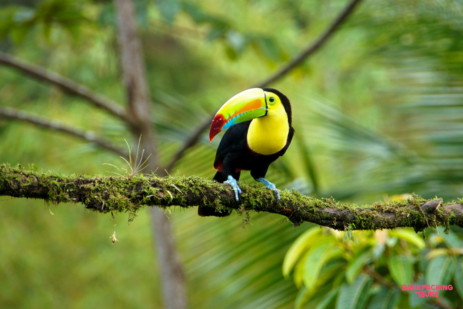 A vibrant toucan with a colorful beak perches on a mossy branch in the Costa Rican rainforest.
