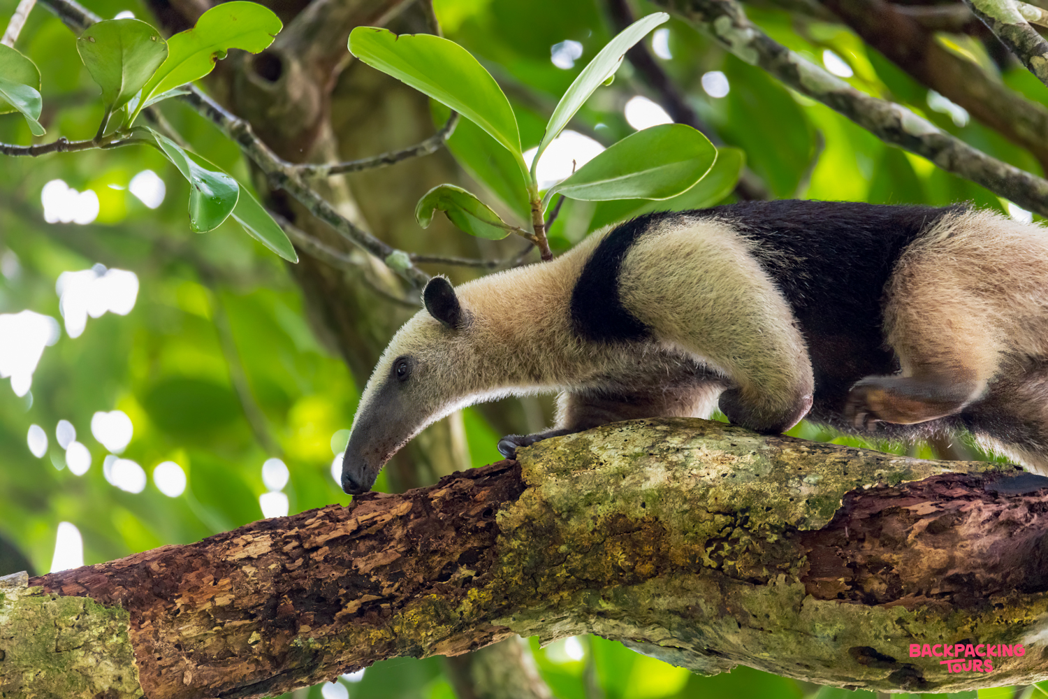 A tamandua anteater explores the branches of a tree in Manuel Antonio National Park, Costa Rica.