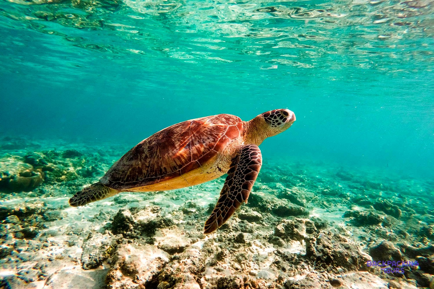 A large sea turtle swims gracefully through clear turquoise water above a rocky seabed.