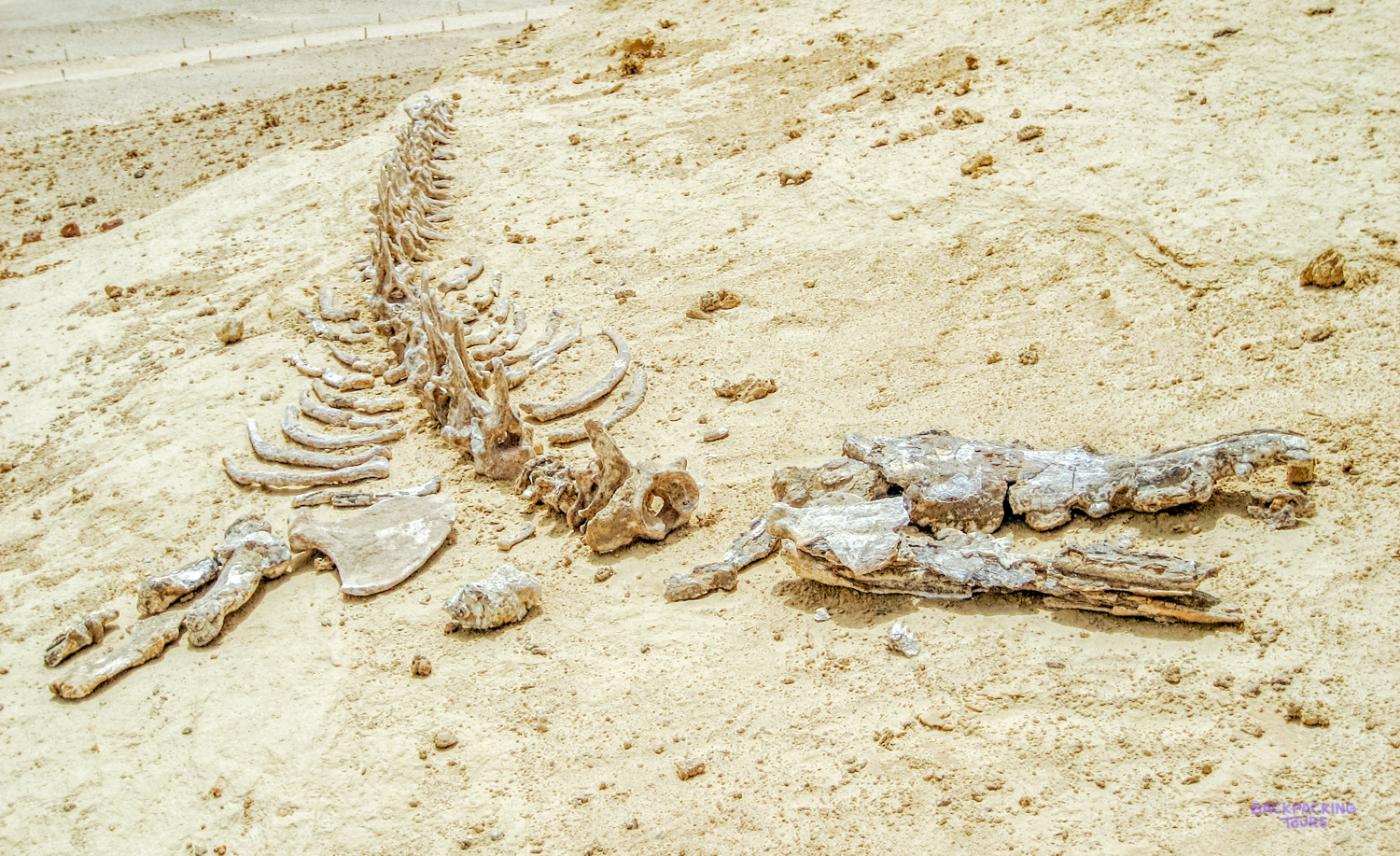 A large fossilized whale skeleton lies exposed in the golden desert sands of Wadi al Hitan.