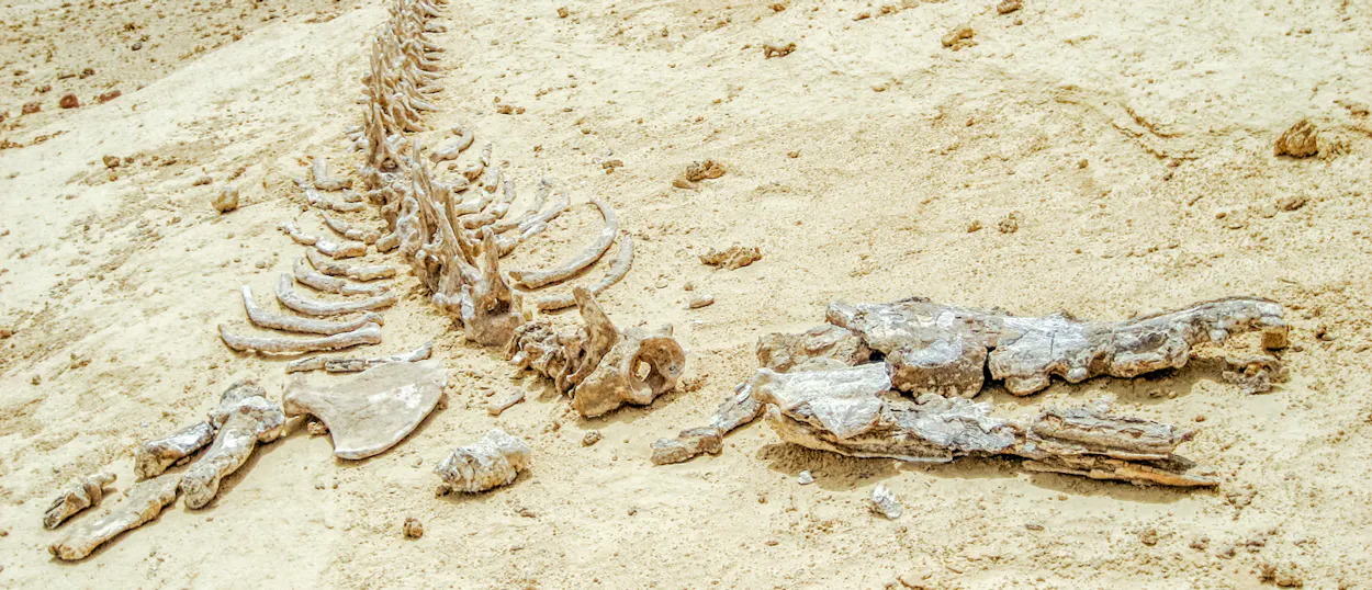 A long fossilized whale skeleton is partially uncovered in the golden desert sands of Wadi al Hitan.