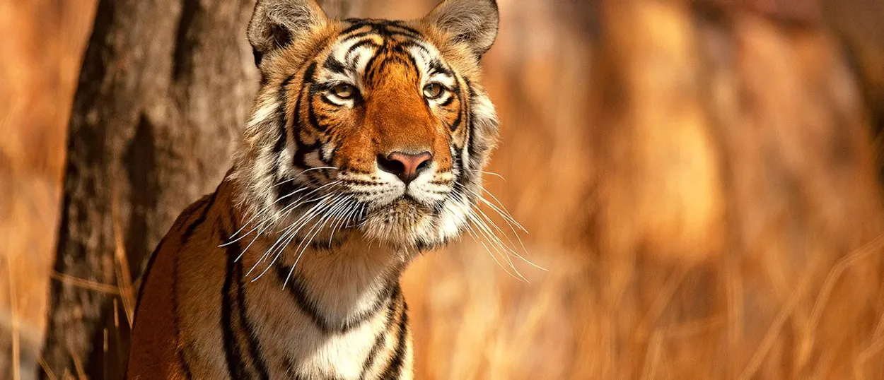 A tiger with orange and black stripes stands beside a tree trunk against golden dry grass.