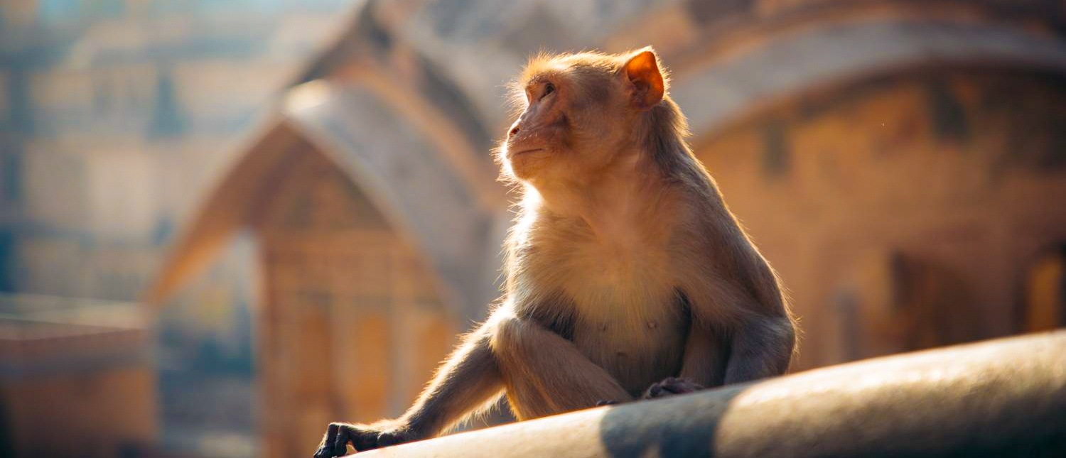 A monkey in golden light at the Galta Ji temple outside Jaipur