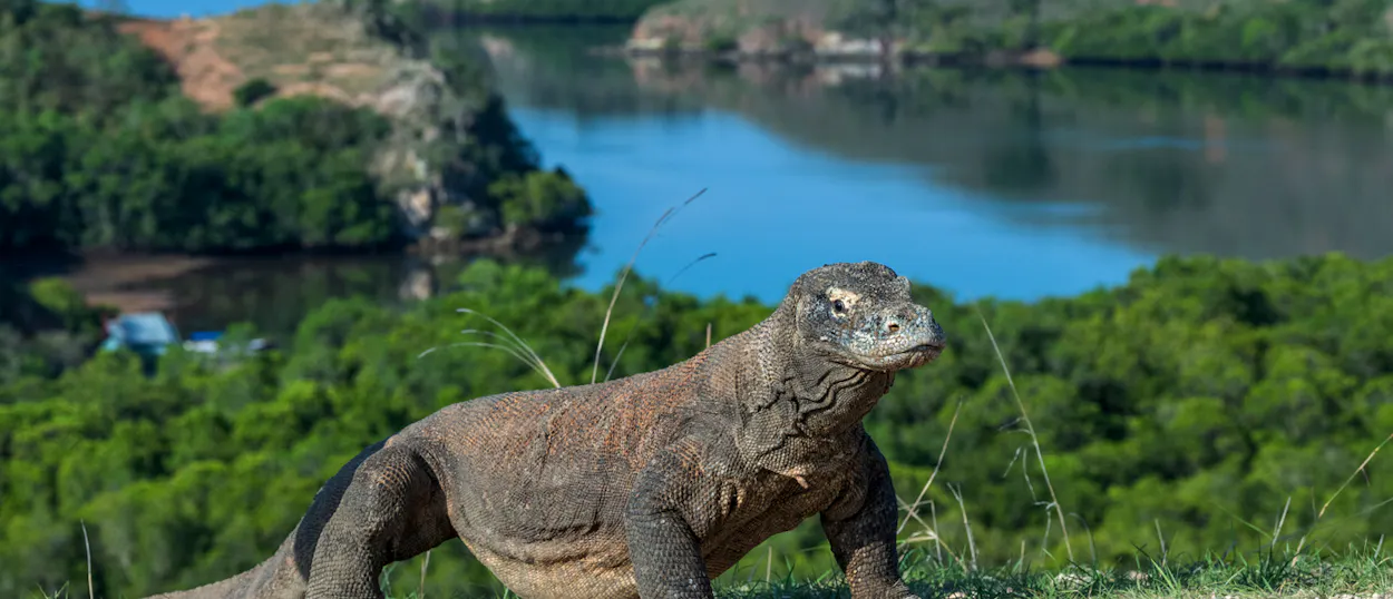 A large Komodo dragon stands on a grassy hill overlooking a scenic bay on Komodo Island, Indonesia.