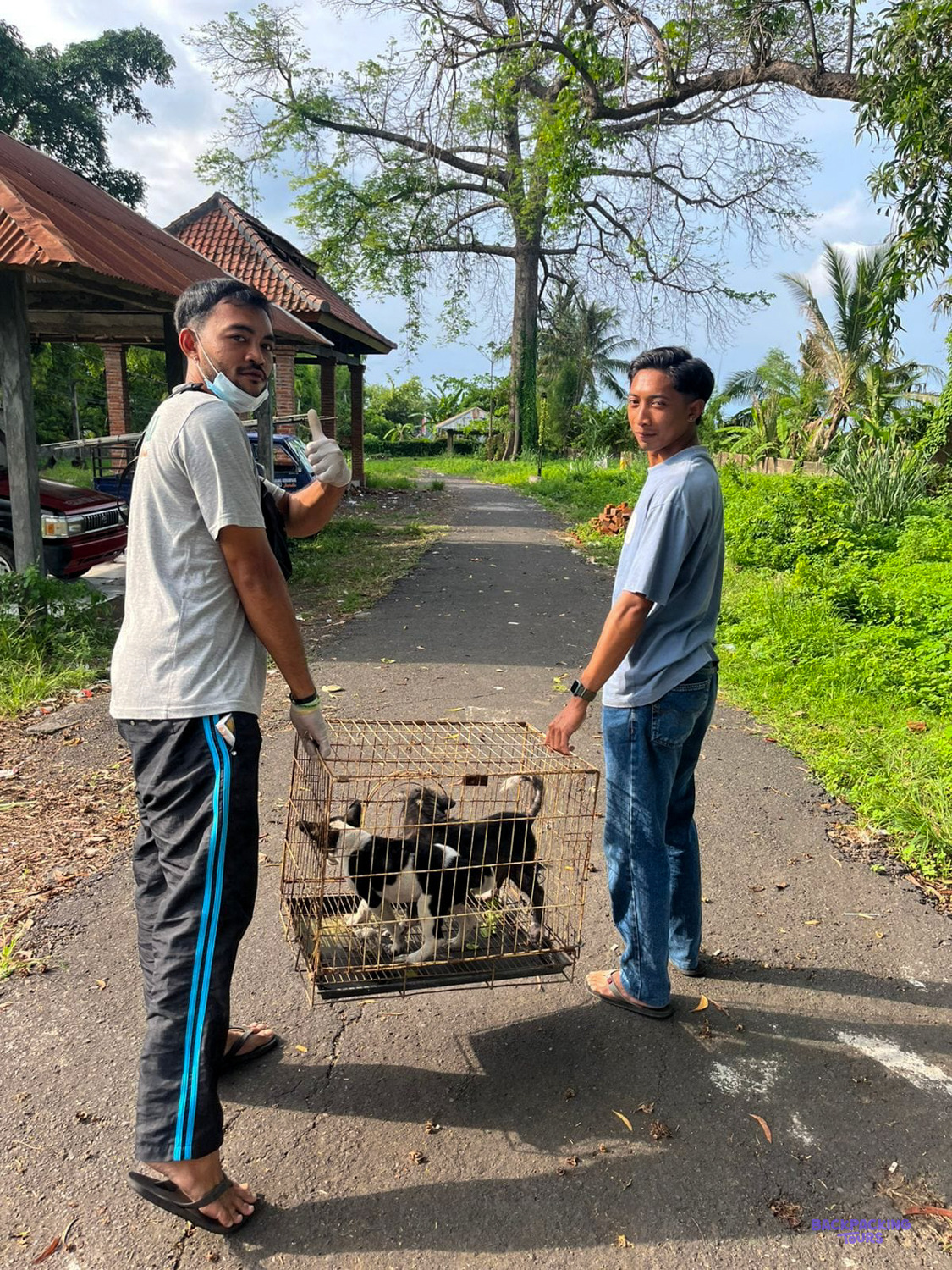 Two of the local team carry a wire cage of rescued puppies along a village lane.