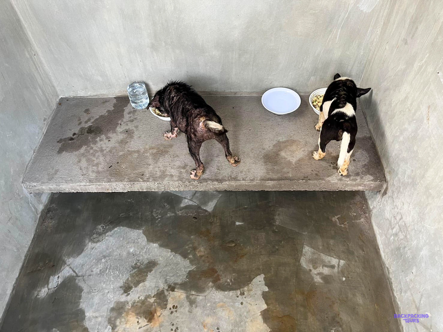 Two rescued puppies eat from steel bowls on a raised concrete bed inside a clean kennel.