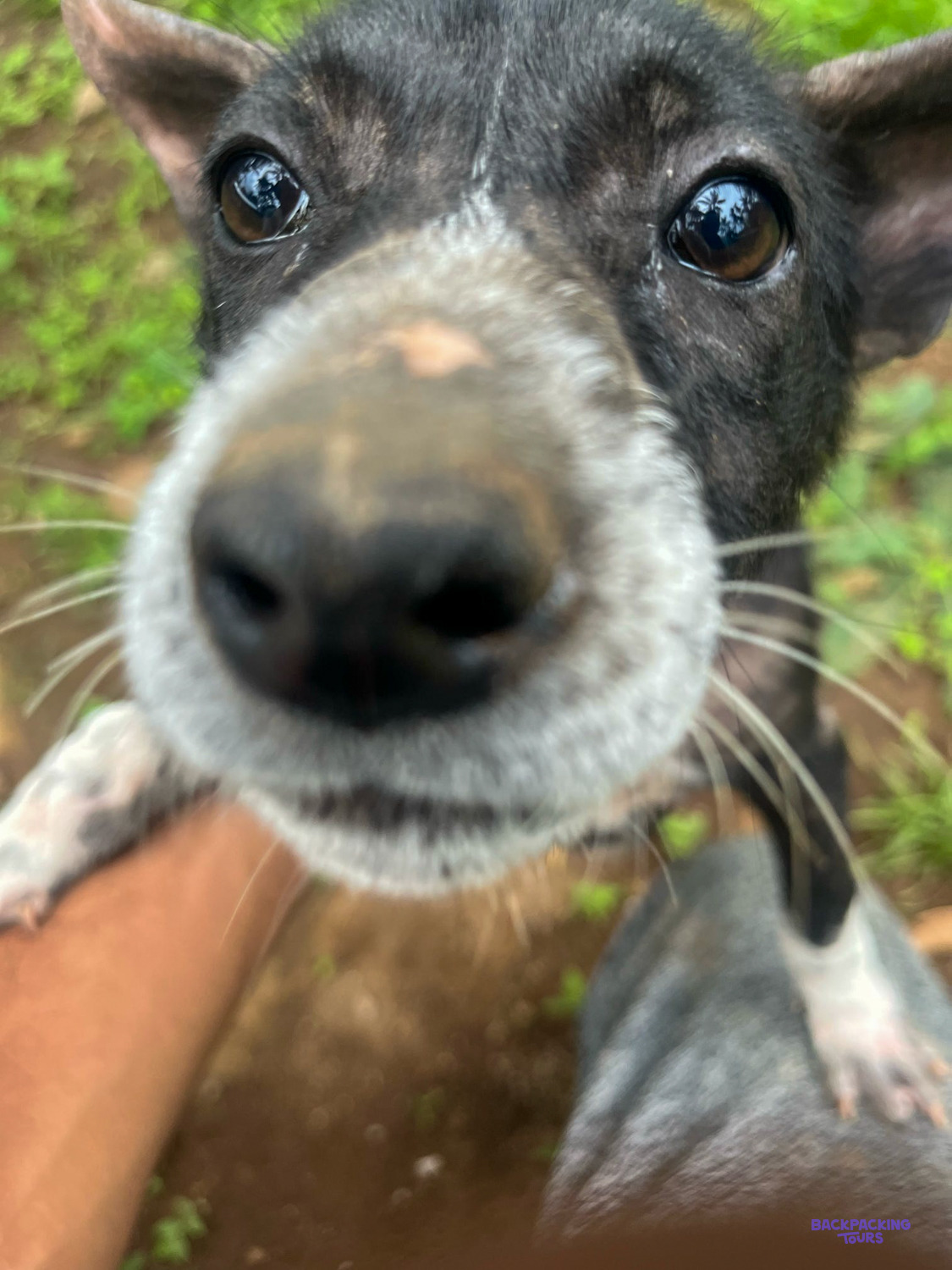 A scruffy black rescue dog with a grey muzzle pushes its nose right up to the camera.