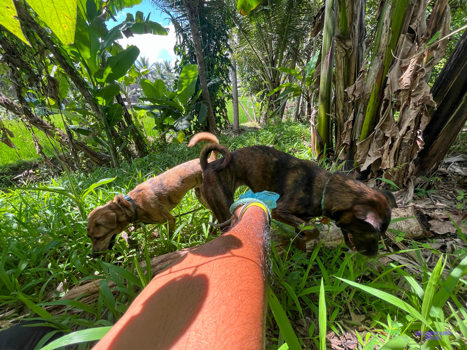 Two brown dogs on leads nose through long grass and banana plants on their walk.