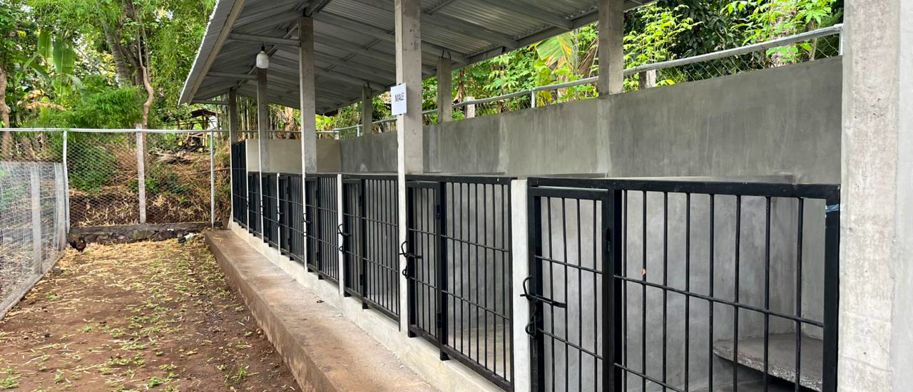 A row of covered dog kennels with black barred gates runs along a concrete walkway.