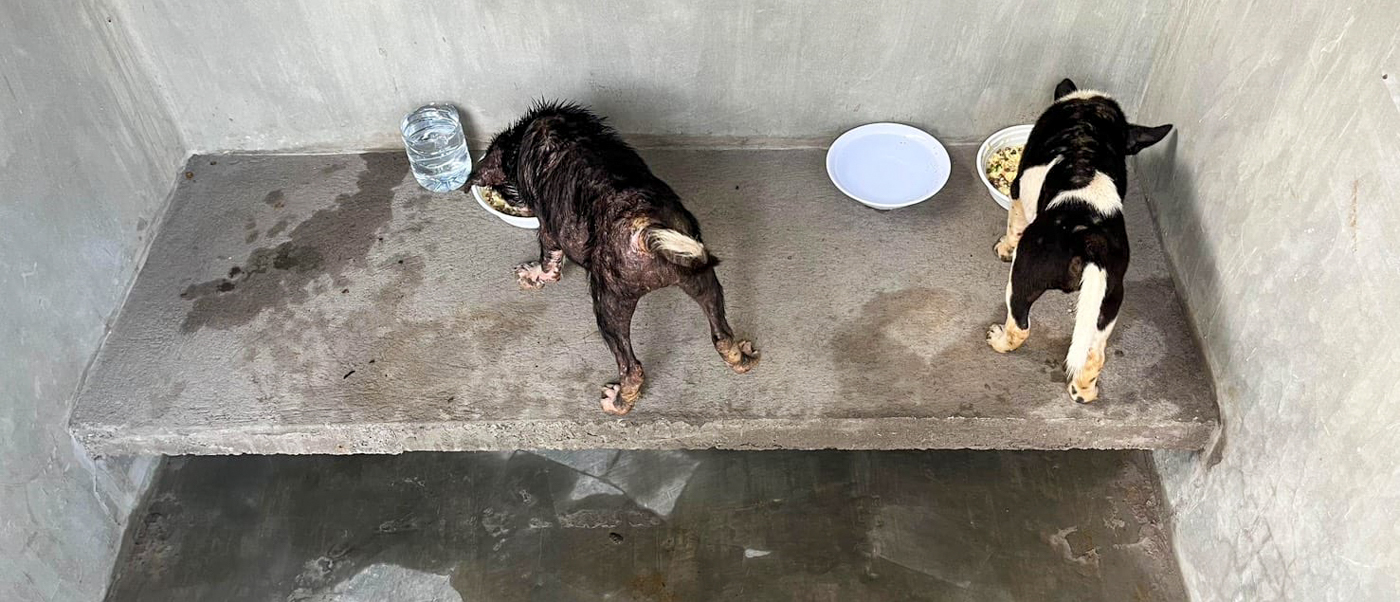 Two rescued puppies eat from steel bowls on a raised concrete bed inside a clean kennel.
