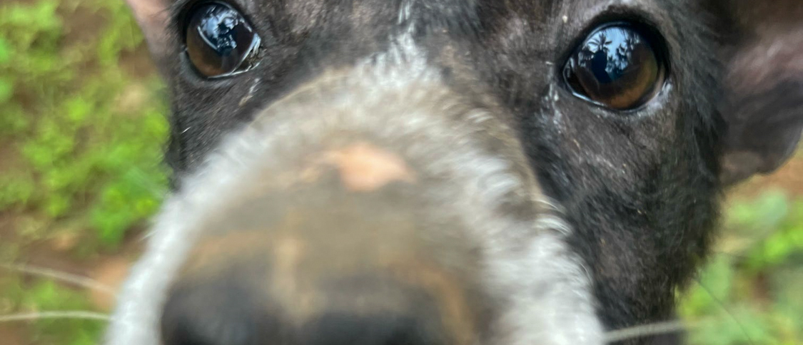 A scruffy black rescue dog with a grey muzzle pushes its nose right up to the camera.