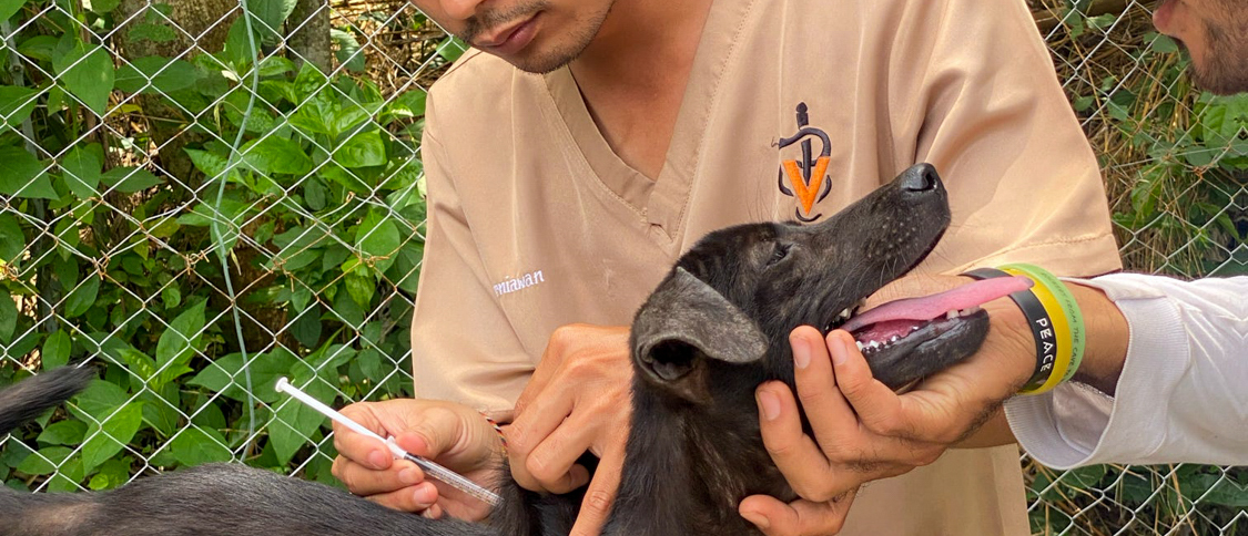 A vet in a tan uniform gives a black dog an injection while a colleague holds it.