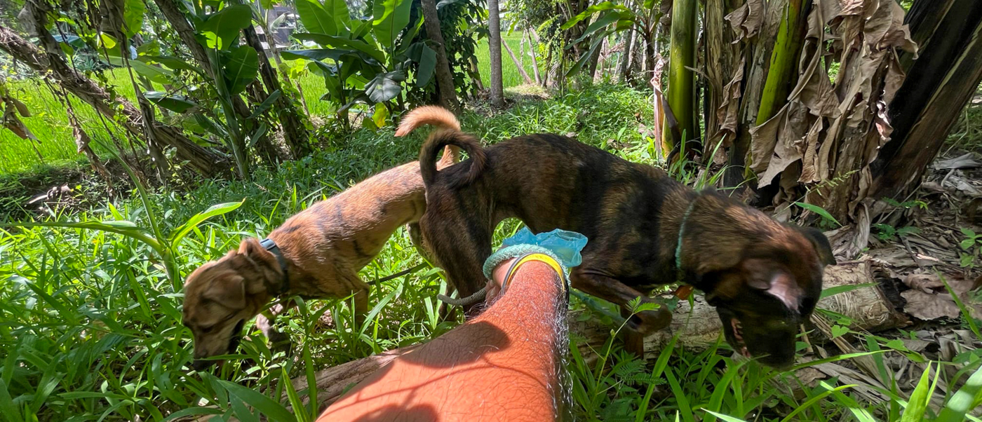 Two brown dogs on leads nose through long grass and banana plants on their walk.