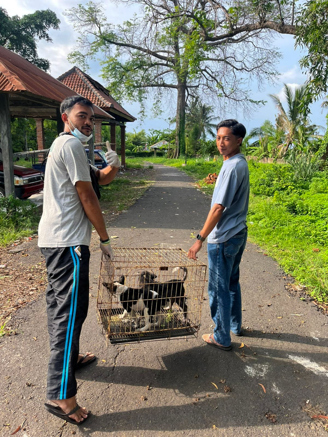 Two of the local team carry a wire cage of rescued puppies along a village lane.