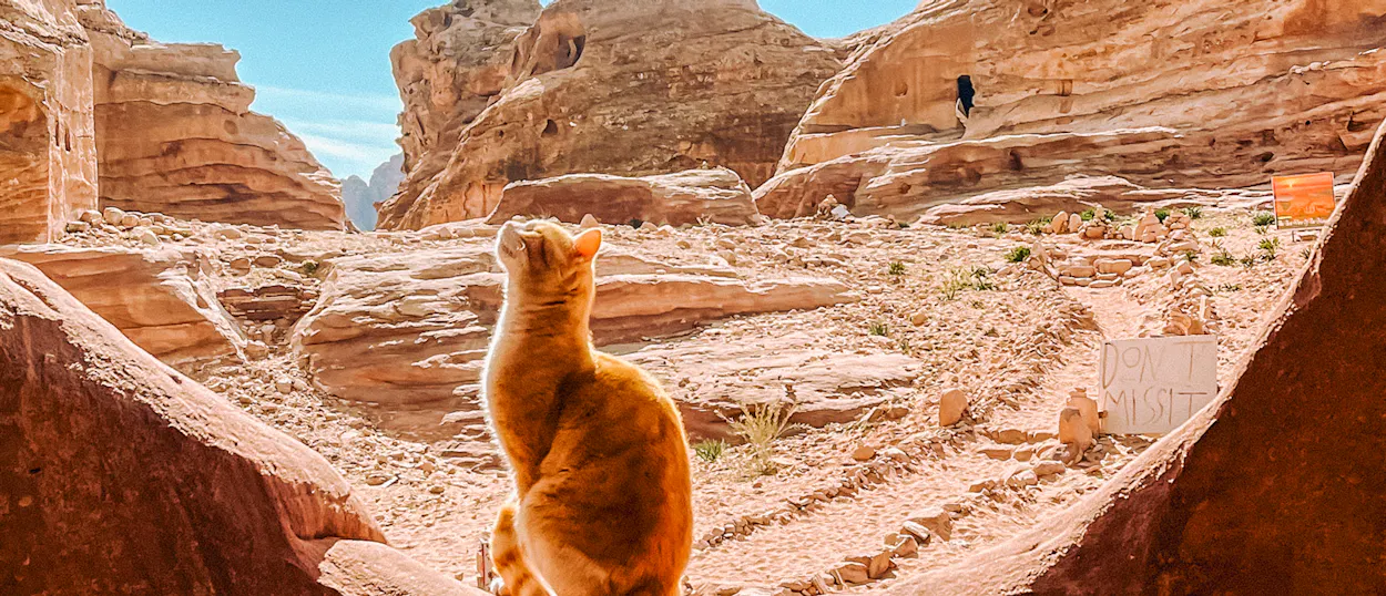 An orange cat sits on a rock, gazing up at the majestic sandstone cliffs of Petra, Jordan.