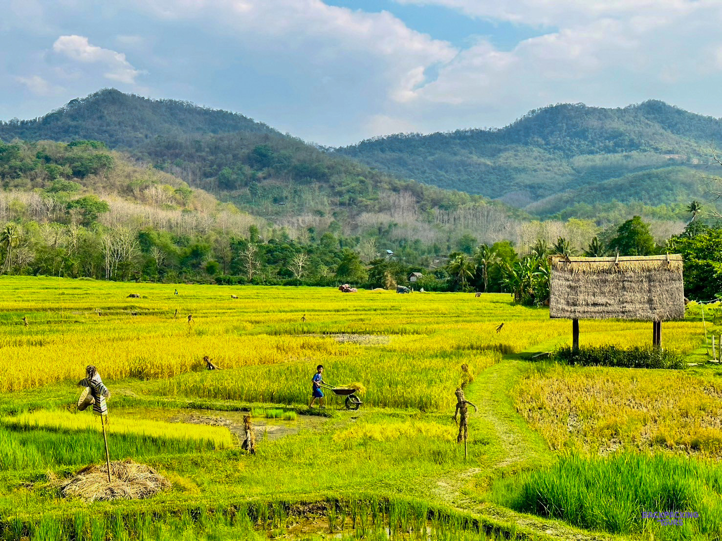 Farmers work golden rice paddies dotted with scarecrows beneath green hills outside Luang Prabang.