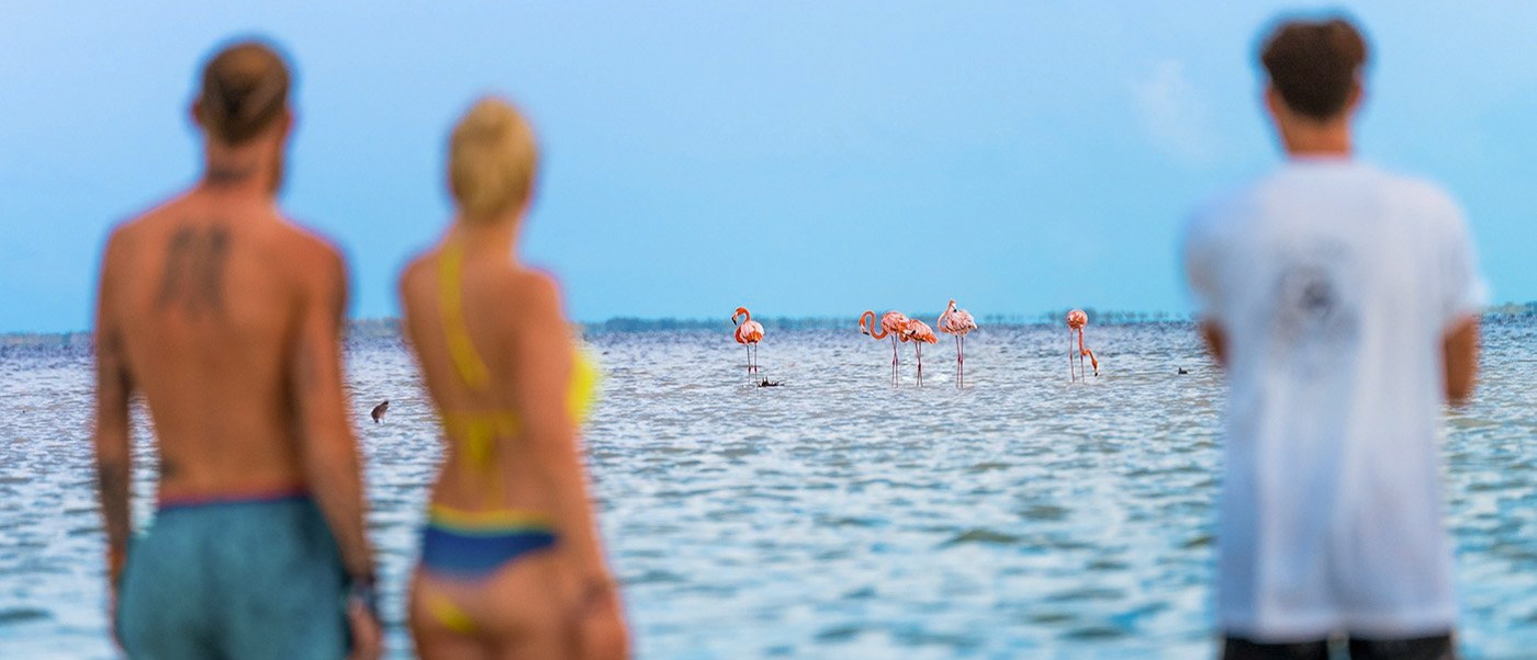 Three people observe pink flamingos standing in the shallow waters of Isla Holbox.