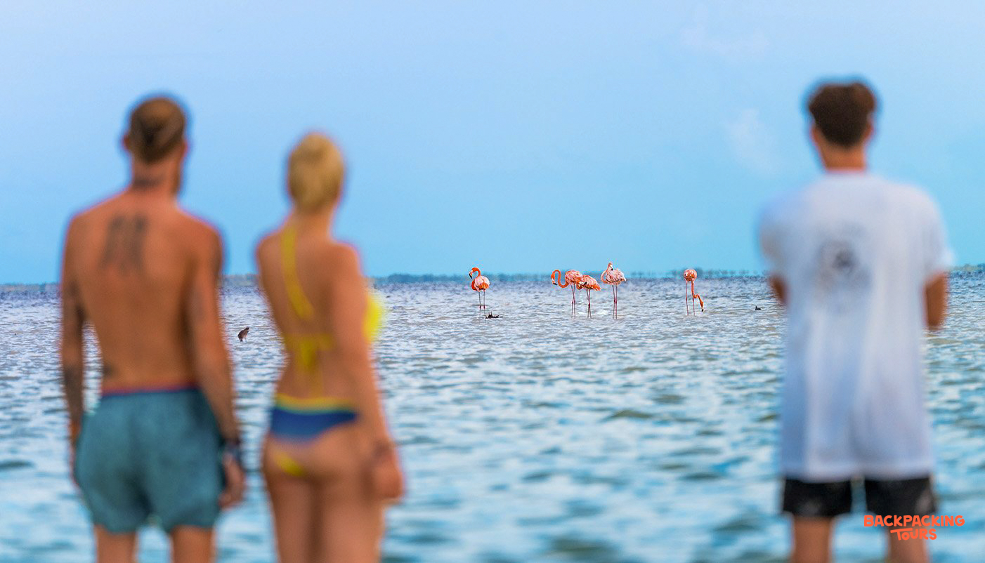 Three backpackers watch a flock of pink flamingos wading in the shallow waters of Isla Holbox.