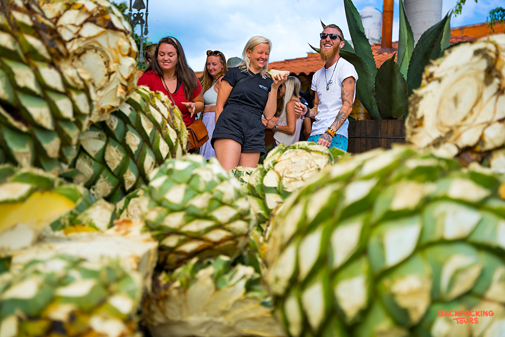 Happy travelers explore a large pile of agave piñas, learning about local spirit production.