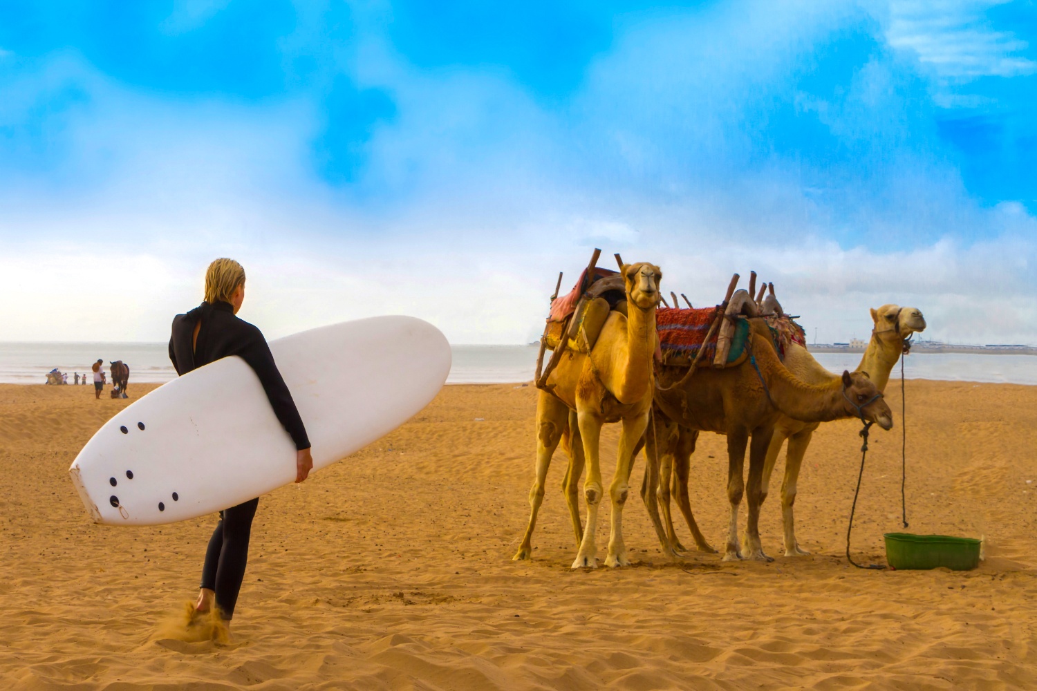 A surfer in a wetsuit carries a board past two saddled camels on a sandy Moroccan beach.