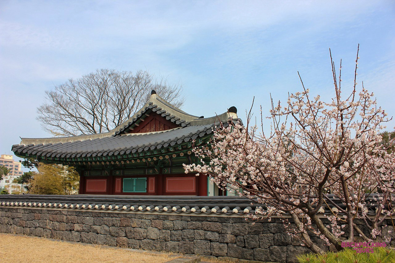 Cherry blossoms bloom beside a traditional Korean building with a dark tiled roof on Jeju Island.