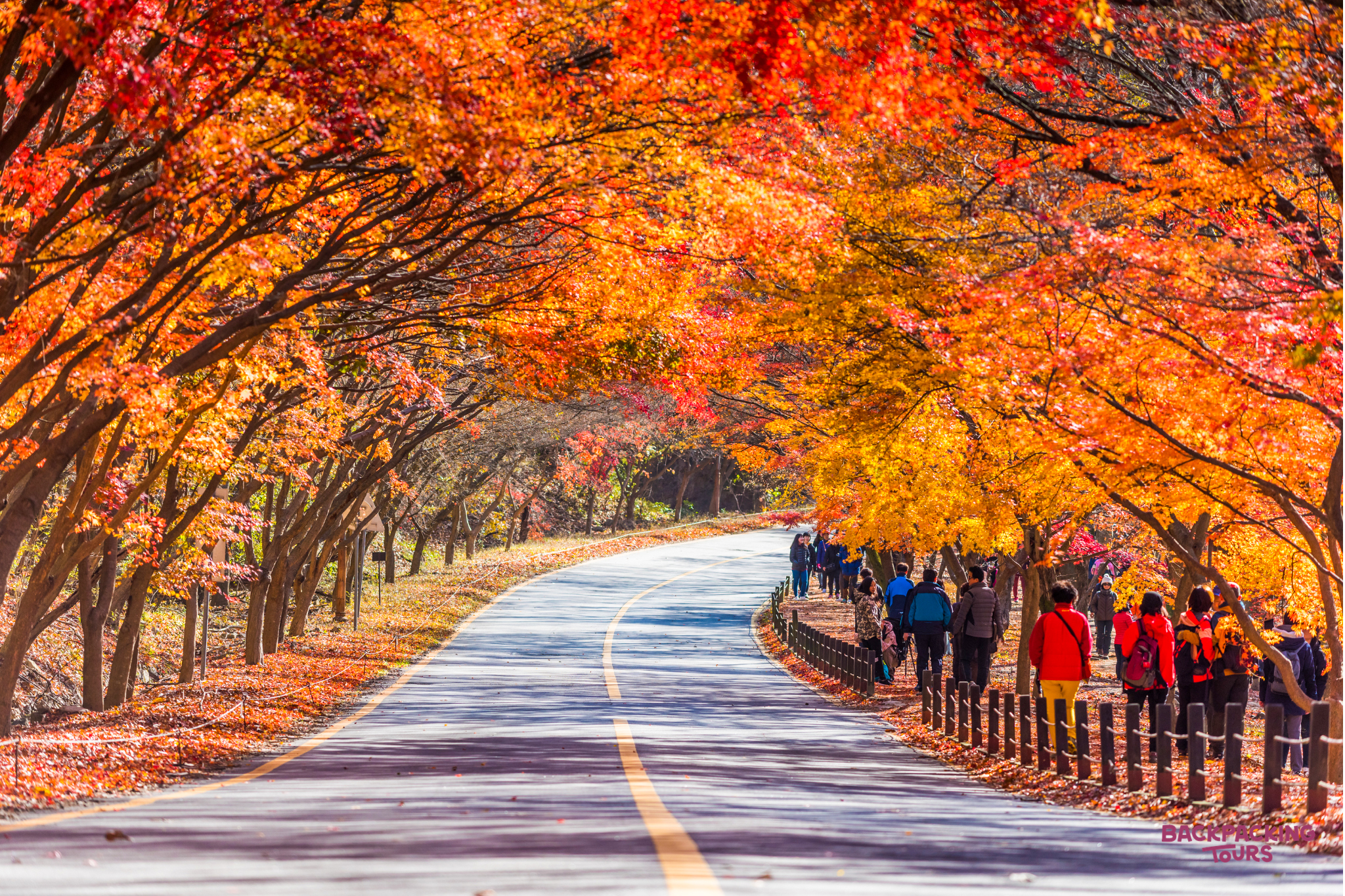 People stroll along a winding road on Jeju Island, surrounded by the stunning colors of autumn.