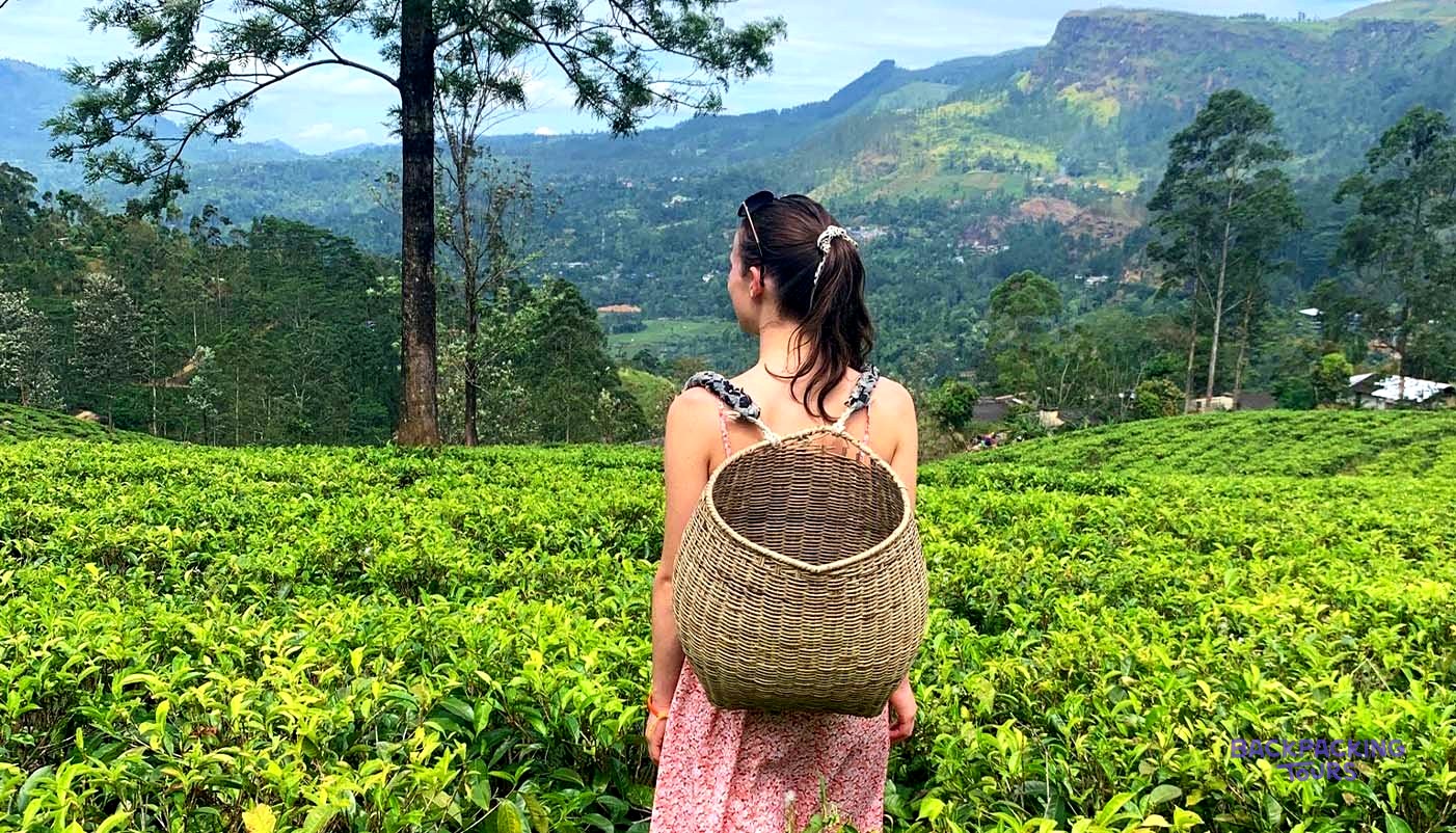 Tea country on the way to Ella