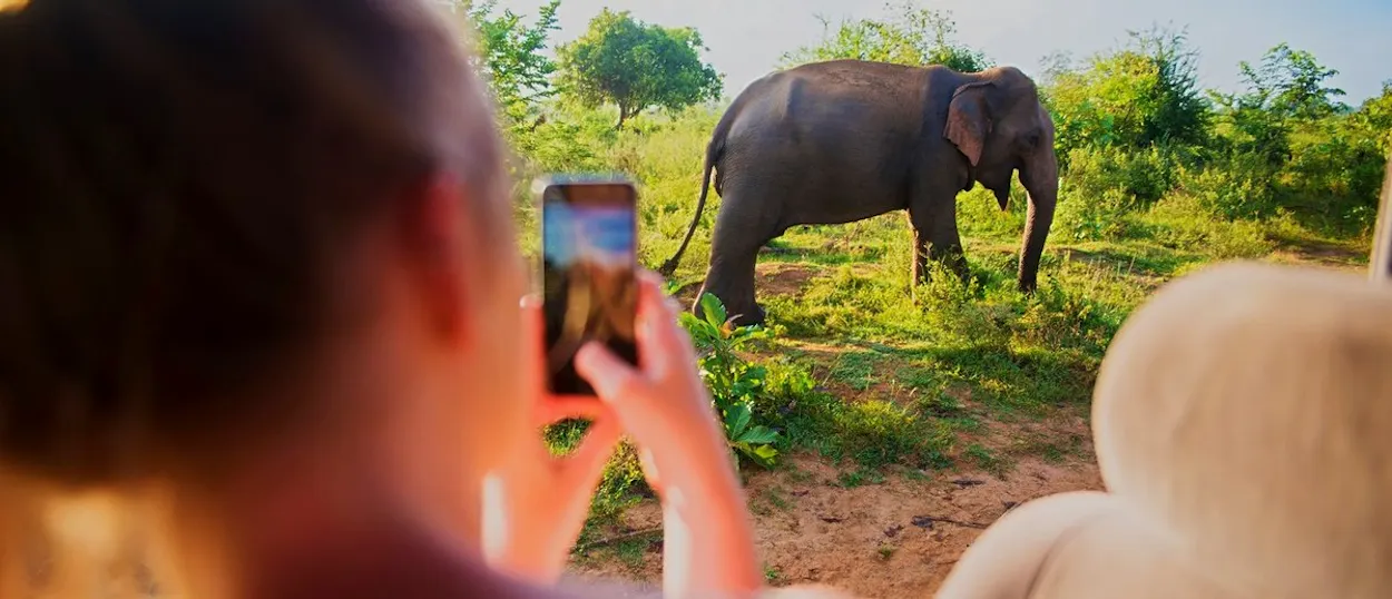 Wild elephants in Udawalawe National Park
