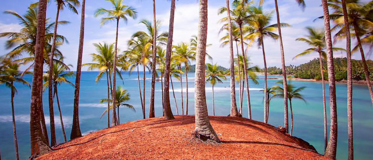 Tall palm trees on a reddish hill overlook the calm, clear blue ocean at Weligama Beach.
