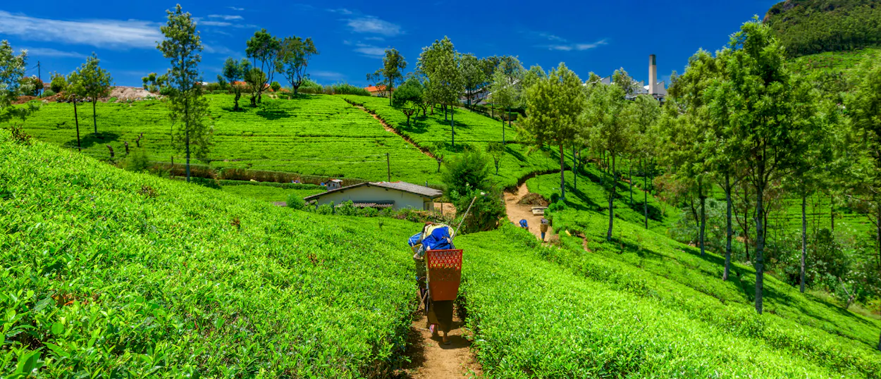 A person carries a basket through vibrant green tea plantations under a bright blue sky in Sri Lanka.