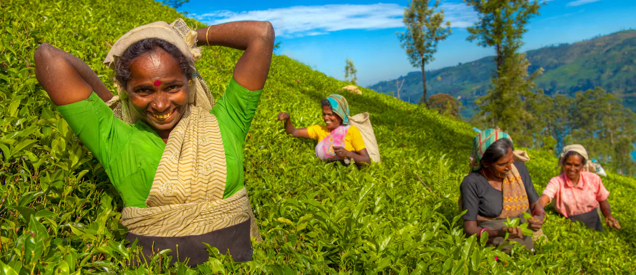 Smiling woman and other tea pickers harvesting leaves in a lush plantation in Ella, Sri Lanka.