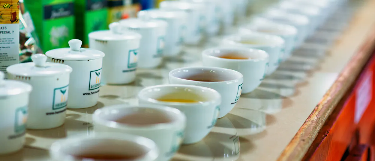 A row of small white cups with different tea varieties for tasting at a Sri Lankan tea factory.