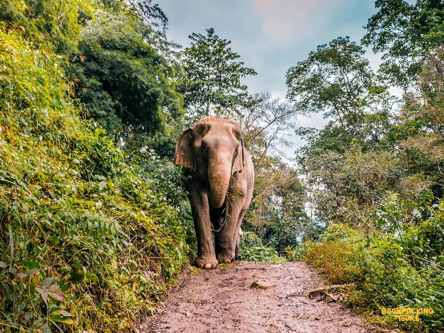 Elephant walking freely in the jungle at an ethical sanctuary in Chiang Mai during the backpacking tour